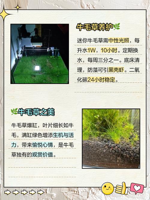水草种子怎么种？水草种子怎么种植在养了鱼的鱼缸里面？