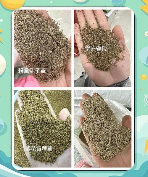 水草种子怎么种？水草种子怎么种植在养了鱼的鱼缸里面？-第2张图片-优品飞百科