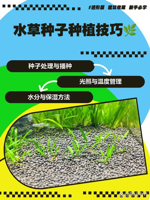 水草种子怎么种？水草种子怎么种植在养了鱼的鱼缸里面？-第3张图片-优品飞百科