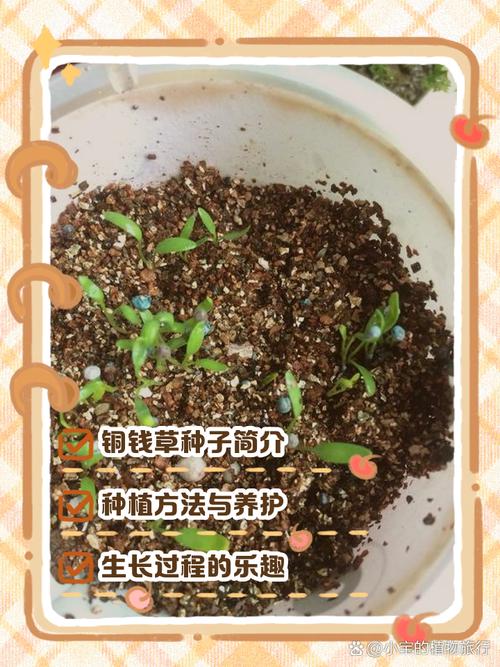 水草种子怎么种？水草种子怎么种植在养了鱼的鱼缸里面？-第4张图片-优品飞百科