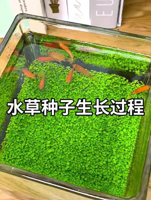 水草种子怎么种？水草种子怎么种植在养了鱼的鱼缸里面？-第5张图片-优品飞百科