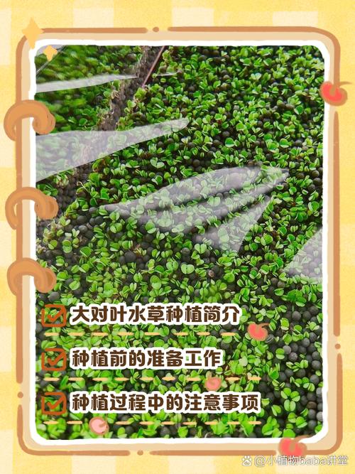 水草种子怎么种？水草种子怎么种植在养了鱼的鱼缸里面？-第7张图片-优品飞百科