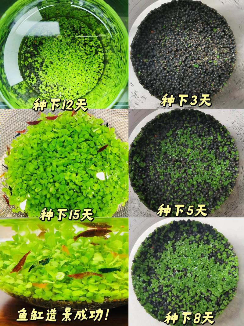 水草种子怎么种？水草种子怎么种植在养了鱼的鱼缸里面？-第8张图片-优品飞百科