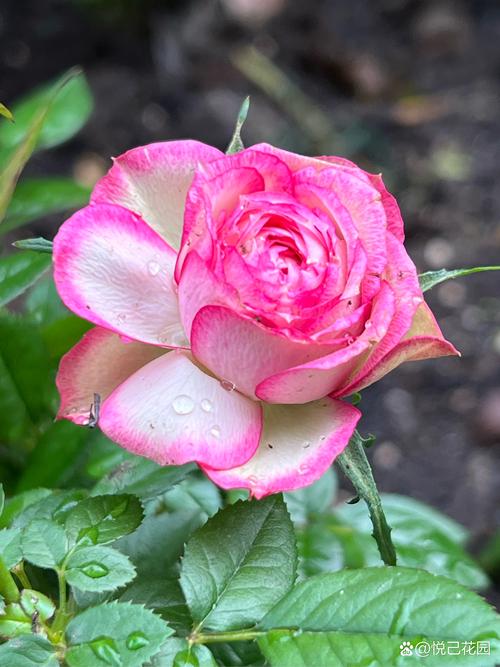 如何把微月养壮，微月的养殖方法？-第2张图片-优品飞百科