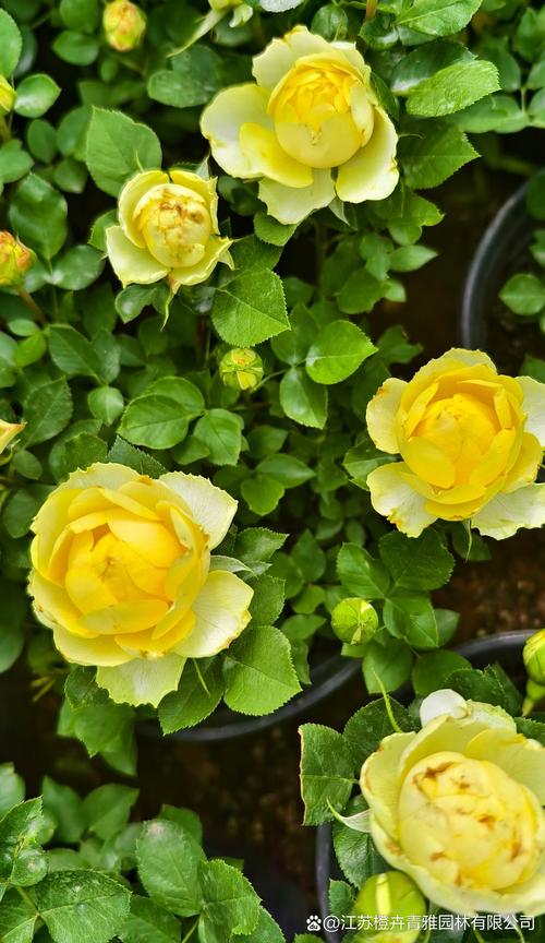 如何把微月养壮，微月的养殖方法？-第3张图片-优品飞百科