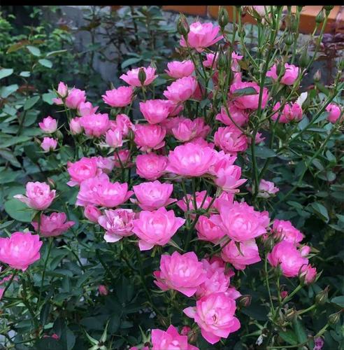 如何把微月养壮，微月的养殖方法？-第4张图片-优品飞百科