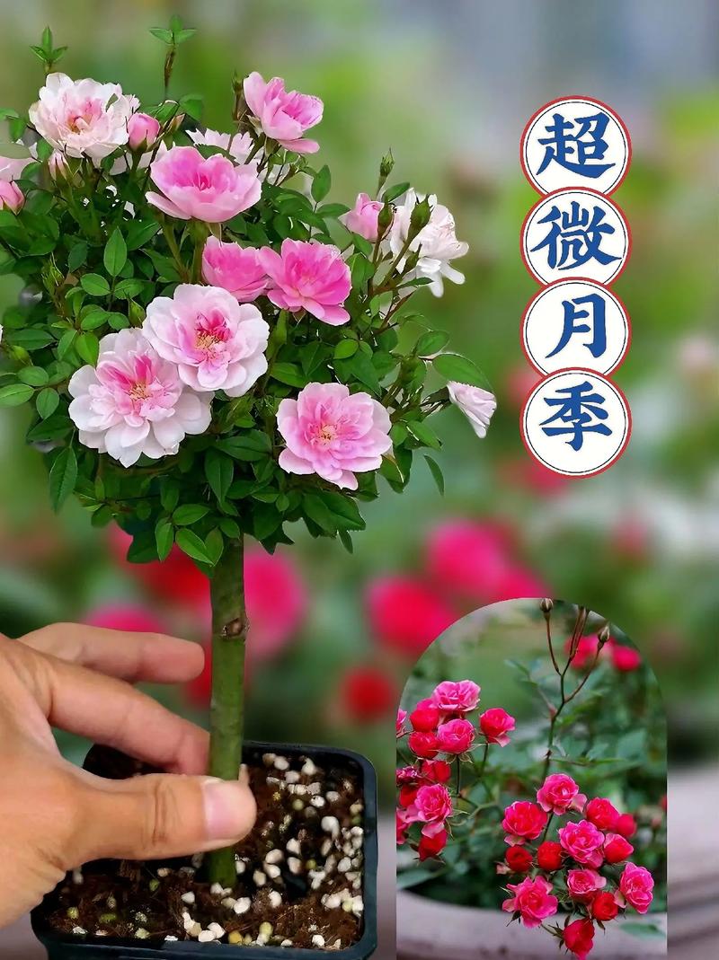 如何把微月养壮，微月的养殖方法？-第5张图片-优品飞百科