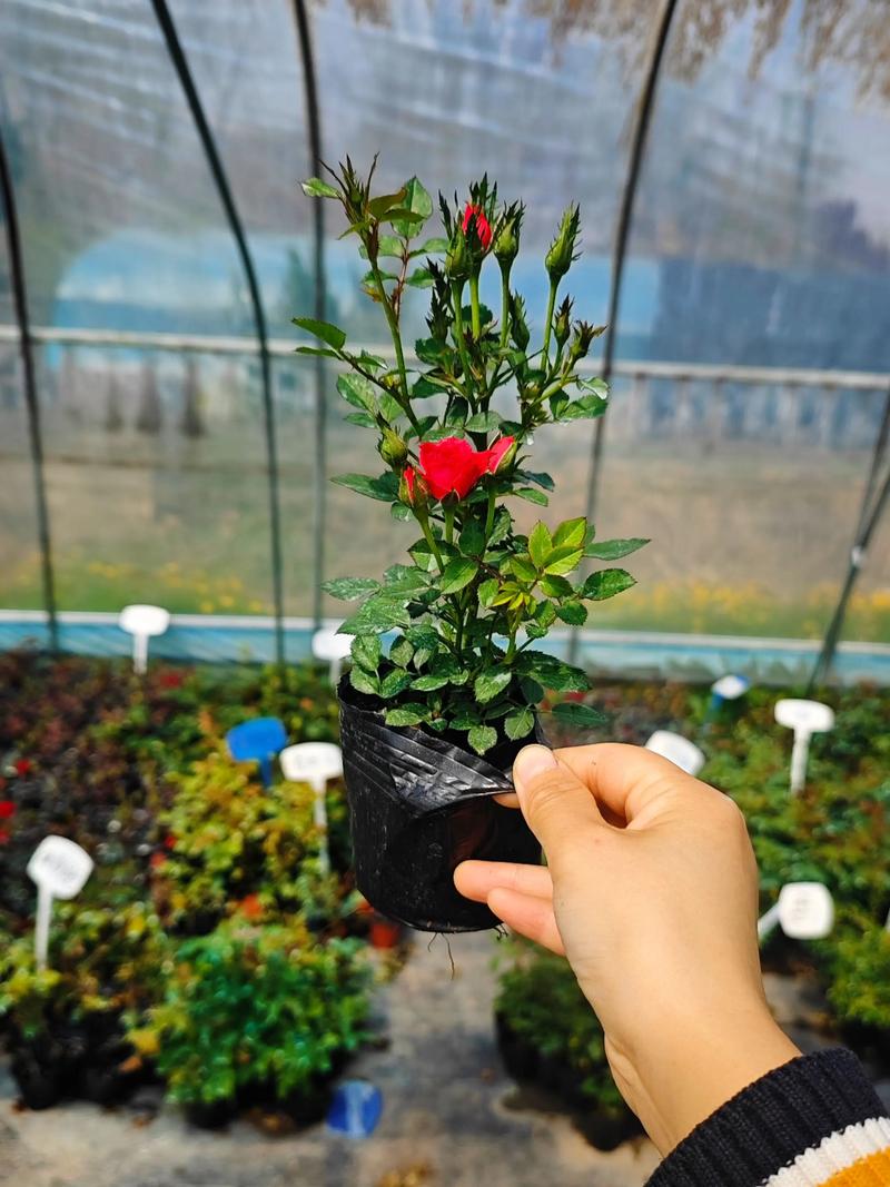 如何把微月养壮，微月的养殖方法？-第6张图片-优品飞百科