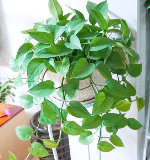 绿萝水浇多了会烂根吗，绿萝水浇多了会出现什么情况？-第2张图片-优品飞百科