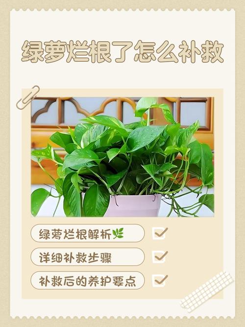 绿萝水浇多了会烂根吗，绿萝水浇多了会出现什么情况？-第3张图片-优品飞百科