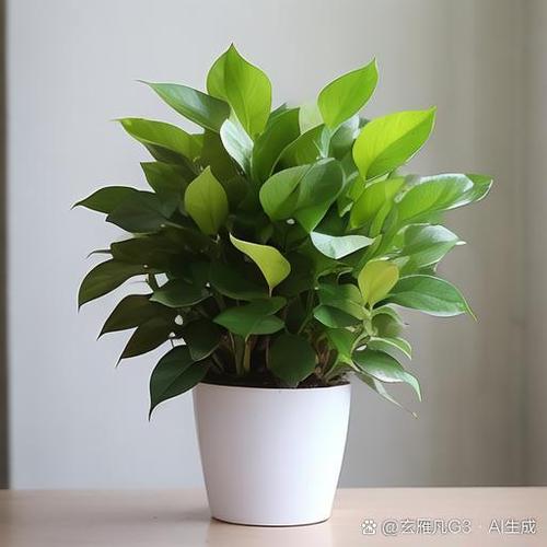 绿萝水浇多了会烂根吗，绿萝水浇多了会出现什么情况？-第4张图片-优品飞百科