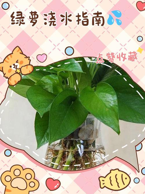 绿萝水浇多了会烂根吗，绿萝水浇多了会出现什么情况？-第5张图片-优品飞百科