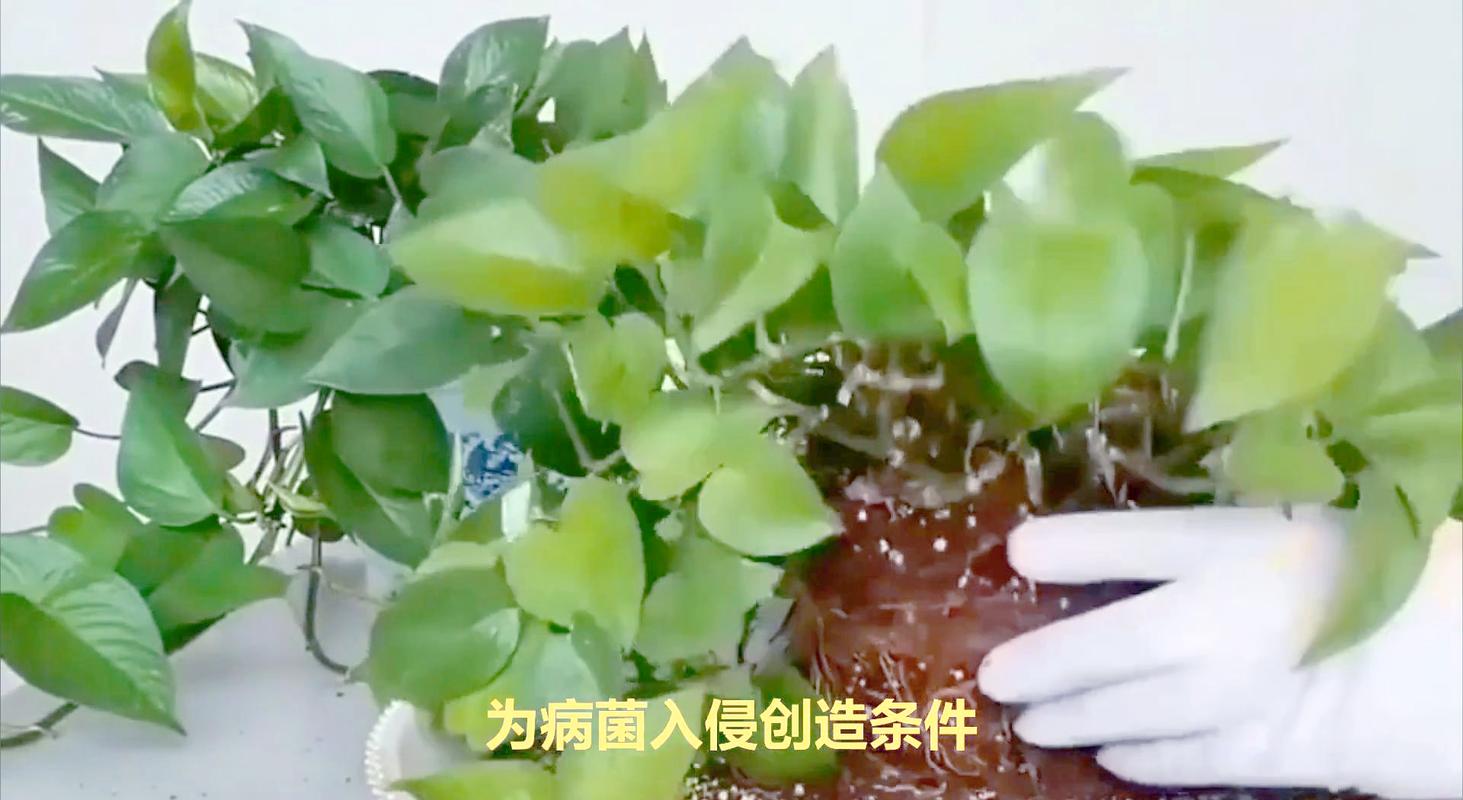 绿萝水浇多了会烂根吗，绿萝水浇多了会出现什么情况？-第6张图片-优品飞百科