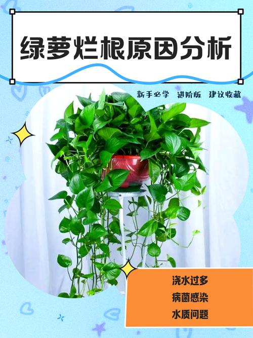 绿萝水浇多了会烂根吗，绿萝水浇多了会出现什么情况？-第7张图片-优品飞百科