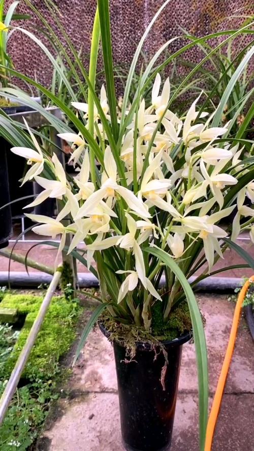 大雪素和春兰的区别，大雪素组培兰花的优点和缺点？-第2张图片-优品飞百科