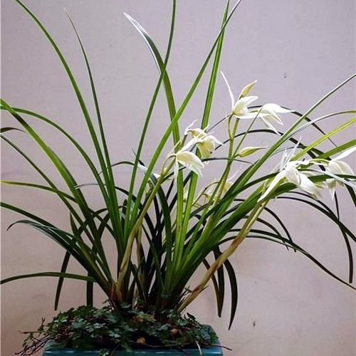大雪素和春兰的区别，大雪素组培兰花的优点和缺点？-第3张图片-优品飞百科