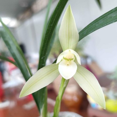 大雪素和春兰的区别，大雪素组培兰花的优点和缺点？-第6张图片-优品飞百科