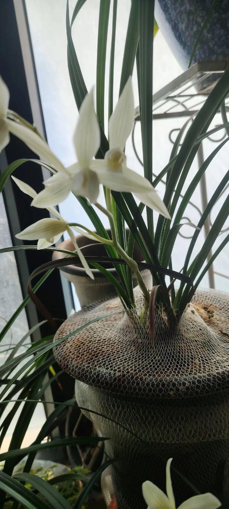 大雪素和春兰的区别，大雪素组培兰花的优点和缺点？-第7张图片-优品飞百科