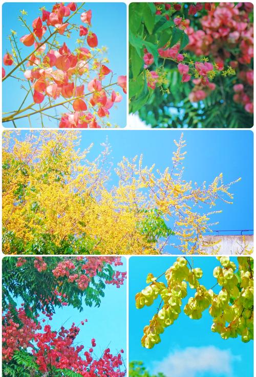 栾树的养殖方法？栾树的养殖方法和技术？