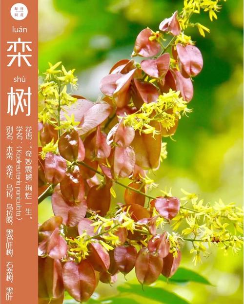 栾树的养殖方法？栾树的养殖方法和技术？-第2张图片-优品飞百科