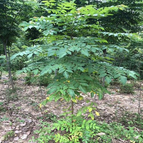 栾树的养殖方法？栾树的养殖方法和技术？-第3张图片-优品飞百科