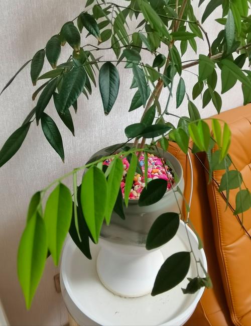 栾树的养殖方法？栾树的养殖方法和技术？-第4张图片-优品飞百科