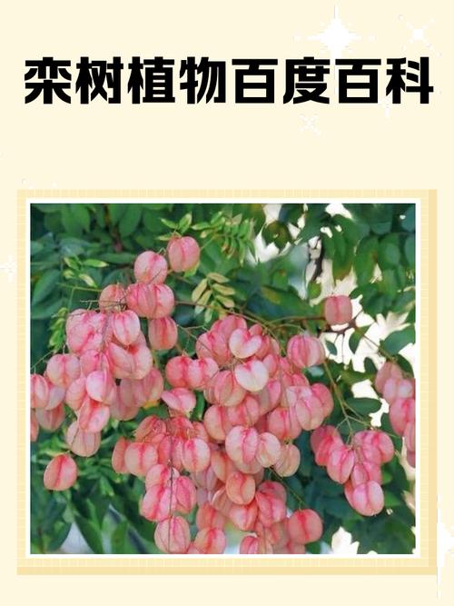 栾树的养殖方法？栾树的养殖方法和技术？-第5张图片-优品飞百科