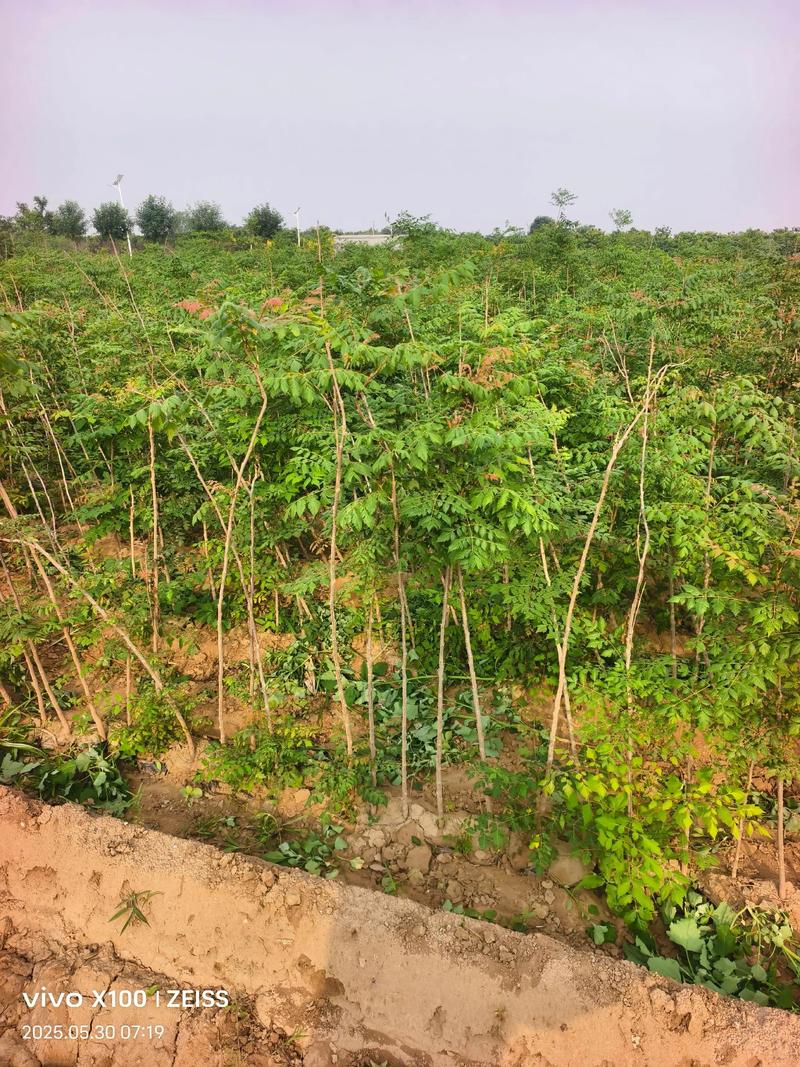 栾树的养殖方法？栾树的养殖方法和技术？-第6张图片-优品飞百科