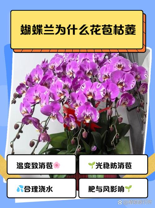 蝴蝶兰花开多久？蝴蝶兰花开多久可以剪掉？