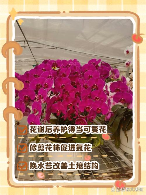 蝴蝶兰花开多久？蝴蝶兰花开多久可以剪掉？-第2张图片-优品飞百科