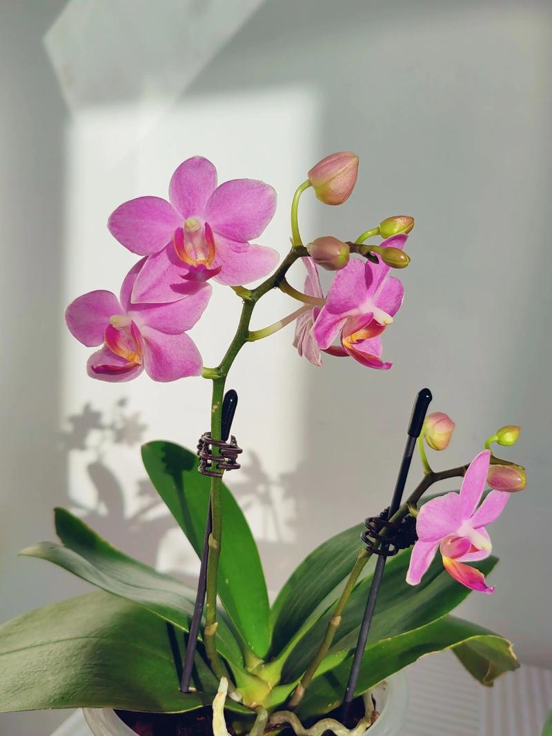 蝴蝶兰花开多久？蝴蝶兰花开多久可以剪掉？-第4张图片-优品飞百科