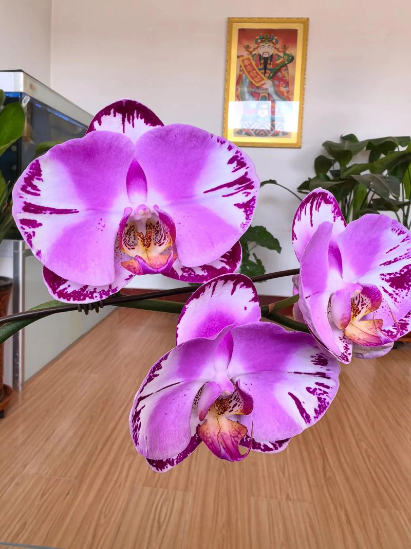 蝴蝶兰花开多久？蝴蝶兰花开多久可以剪掉？-第5张图片-优品飞百科