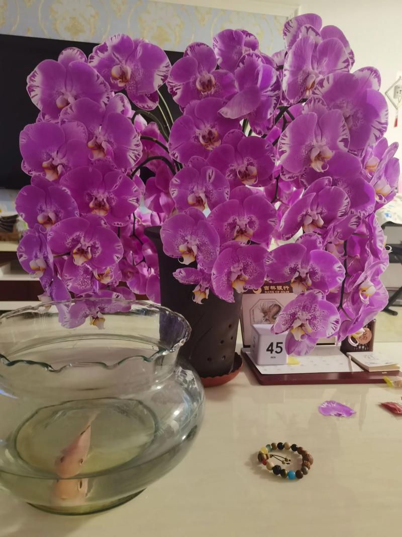 蝴蝶兰花开多久？蝴蝶兰花开多久可以剪掉？-第6张图片-优品飞百科