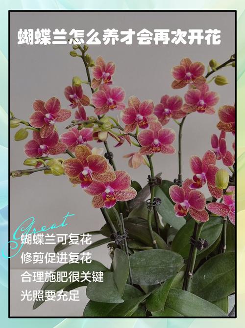 蝴蝶兰花开多久？蝴蝶兰花开多久可以剪掉？-第7张图片-优品飞百科