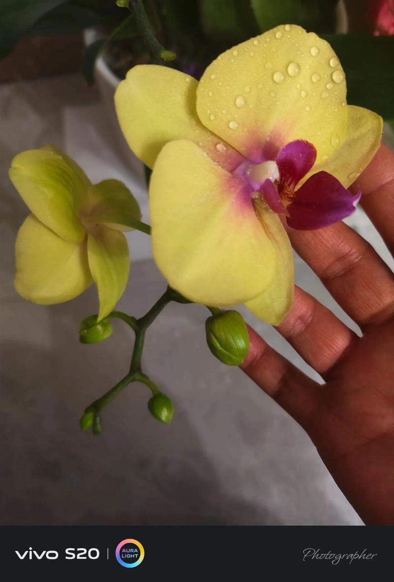 蝴蝶兰花开多久？蝴蝶兰花开多久可以剪掉？-第8张图片-优品飞百科