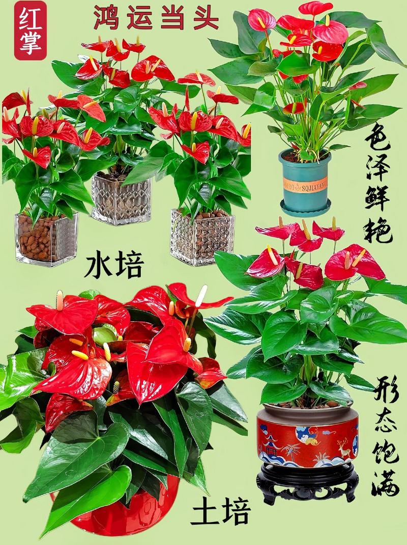 鸿运当头能放在卧室吗？鸿运当头可以放在卧室？