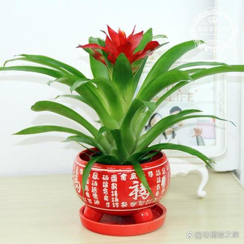 鸿运当头能放在卧室吗？鸿运当头可以放在卧室？-第2张图片-优品飞百科