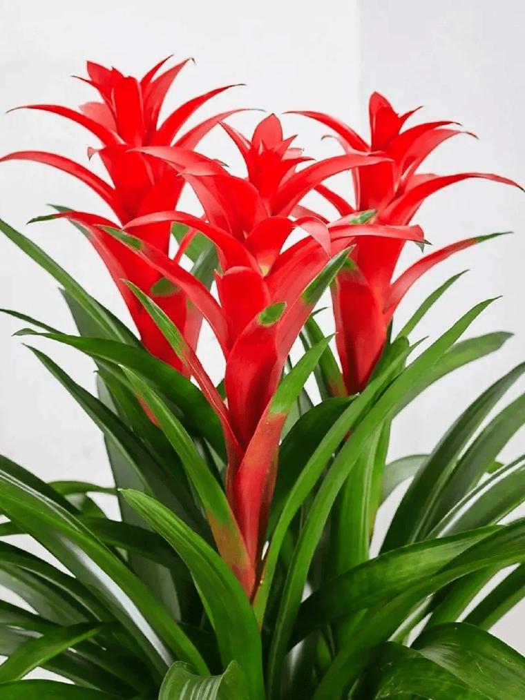 鸿运当头能放在卧室吗？鸿运当头可以放在卧室？-第3张图片-优品飞百科