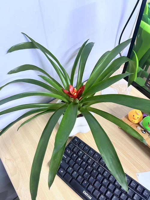 鸿运当头能放在卧室吗？鸿运当头可以放在卧室？-第4张图片-优品飞百科