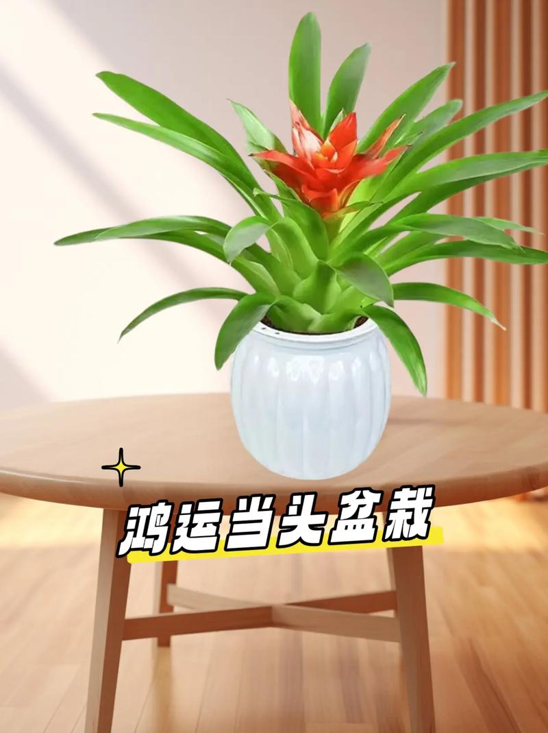 鸿运当头能放在卧室吗？鸿运当头可以放在卧室？-第5张图片-优品飞百科