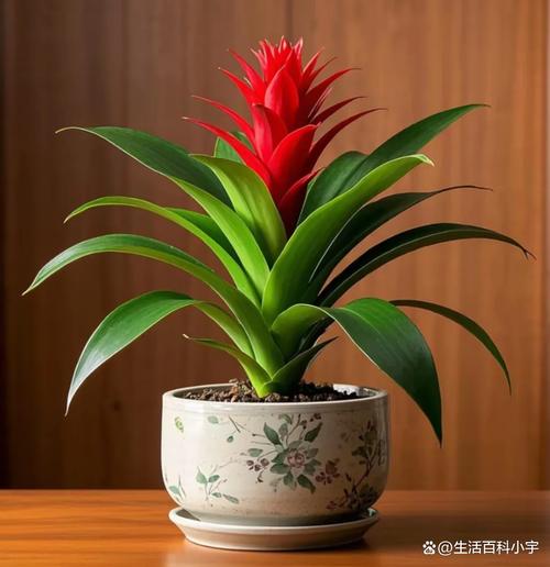 鸿运当头能放在卧室吗？鸿运当头可以放在卧室？-第6张图片-优品飞百科