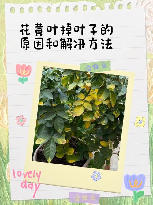 太阳花黄叶的原因和处理办法，太阳花的叶子黄了怎么办？-第3张图片-优品飞百科