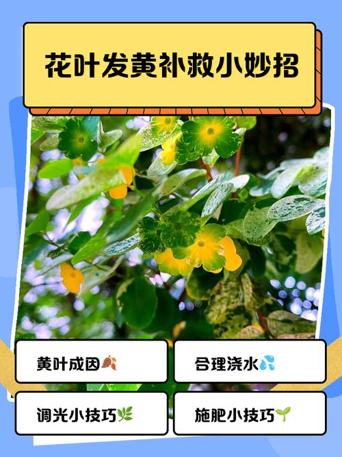 太阳花黄叶的原因和处理办法，太阳花的叶子黄了怎么办？-第4张图片-优品飞百科