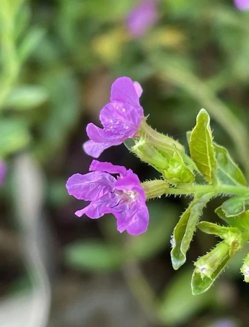 太阳花黄叶的原因和处理办法，太阳花的叶子黄了怎么办？-第5张图片-优品飞百科