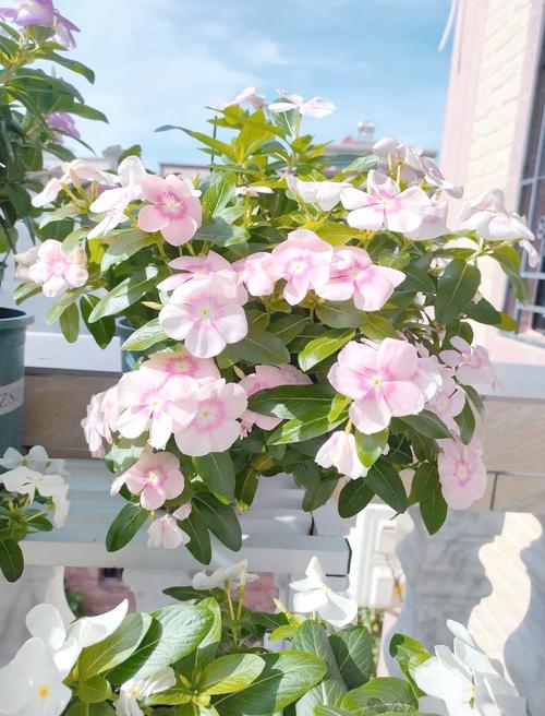 济源适合养什么花，市花和市树是什么？济源赏花？