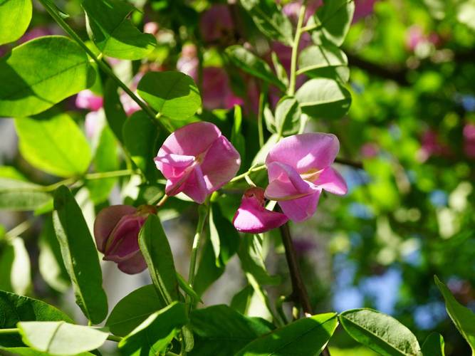 济源适合养什么花，市花和市树是什么？济源赏花？-第2张图片-优品飞百科