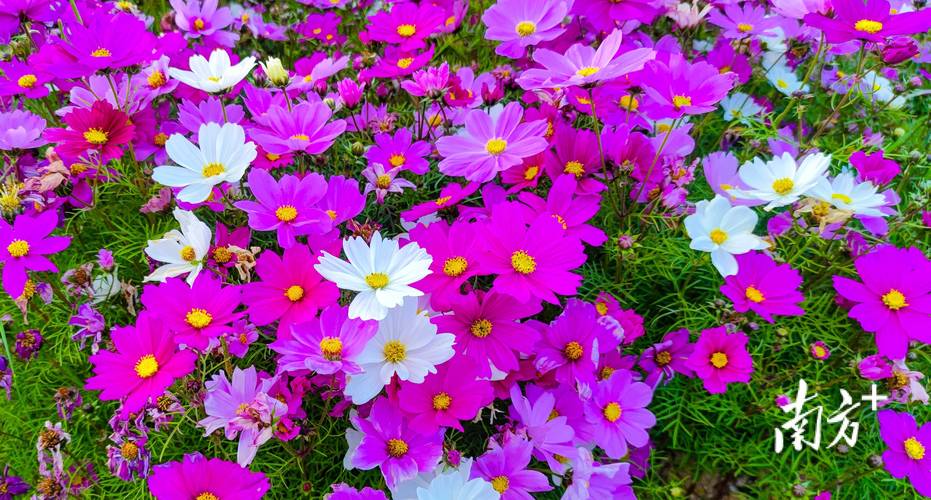 济源适合养什么花，市花和市树是什么？济源赏花？-第3张图片-优品飞百科