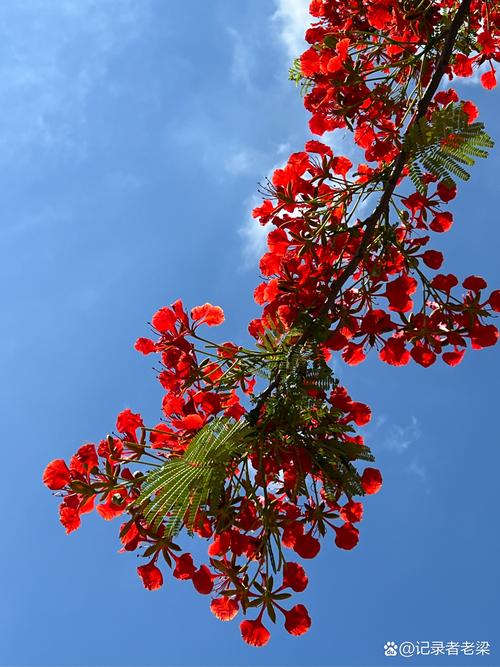 济源适合养什么花，市花和市树是什么？济源赏花？-第5张图片-优品飞百科