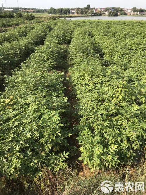 济源适合养什么花，市花和市树是什么？济源赏花？-第6张图片-优品飞百科