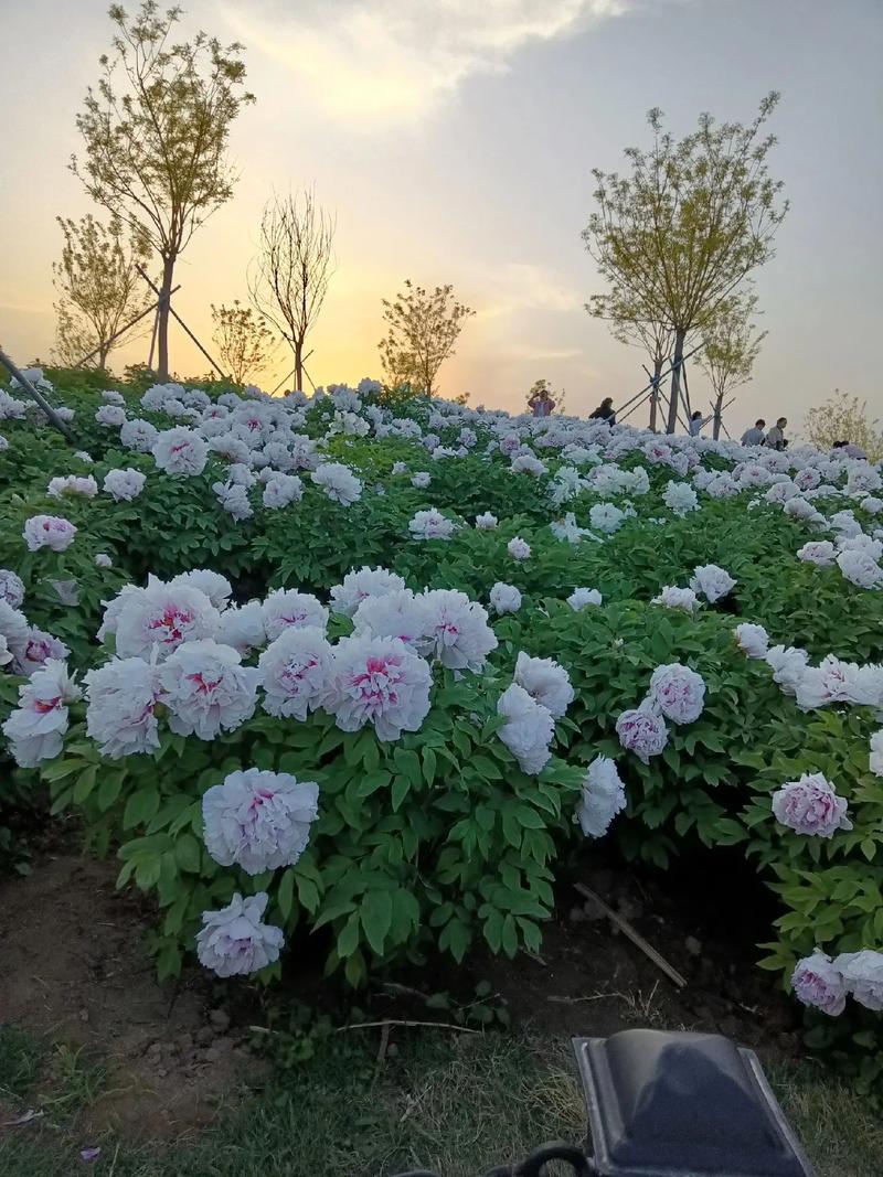 济源适合养什么花，市花和市树是什么？济源赏花？-第7张图片-优品飞百科